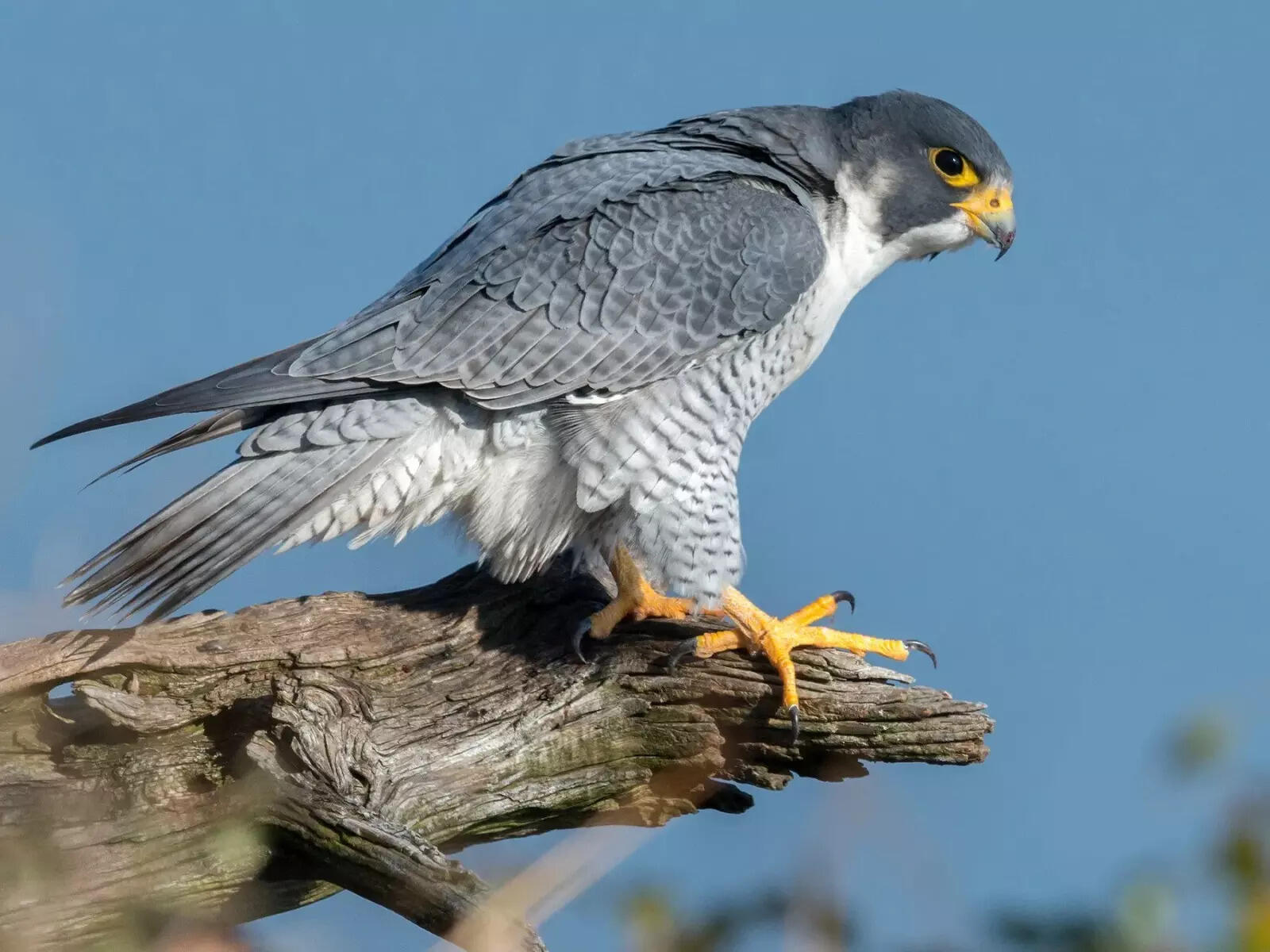 'Cheetah of sky', Peregrine falcon sighted in Udanti Sitanadi tiger reserve