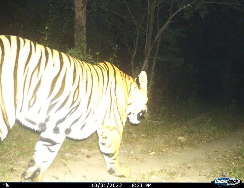 USTR records tiger movement after &lsquo;revival of redundant corridor&rsquo;