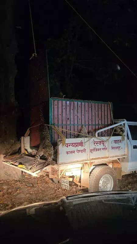 Caught in a trap, freed by dawn: Forest team rescues leopard, arrests poacher