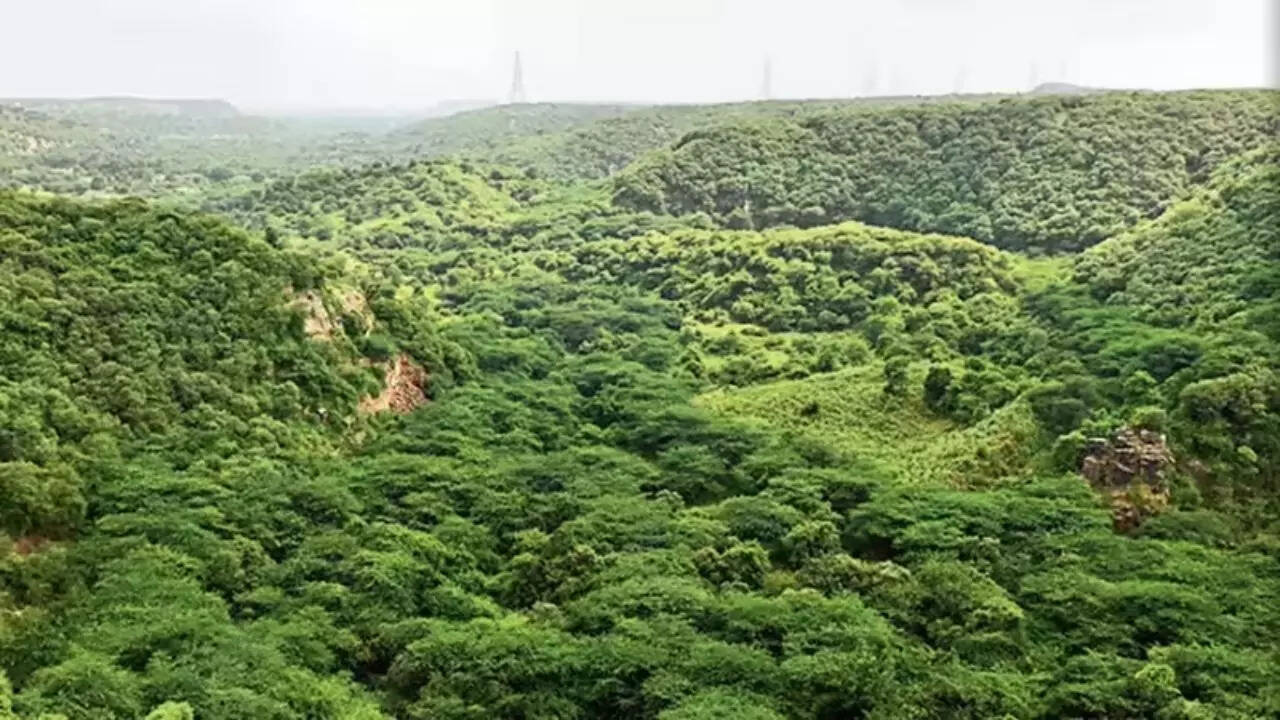 Cadre mismatch persists in Haryana forest dept despite transfer, posting orders