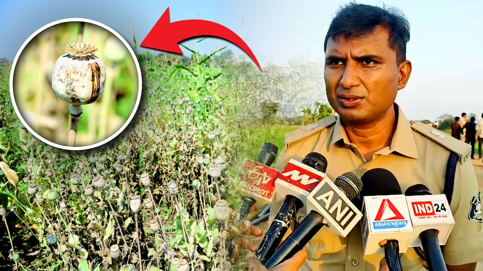 Opium crop found on farmland linked to BJP leader in Chhattisgarh; party suspends him as Congress seeks probe