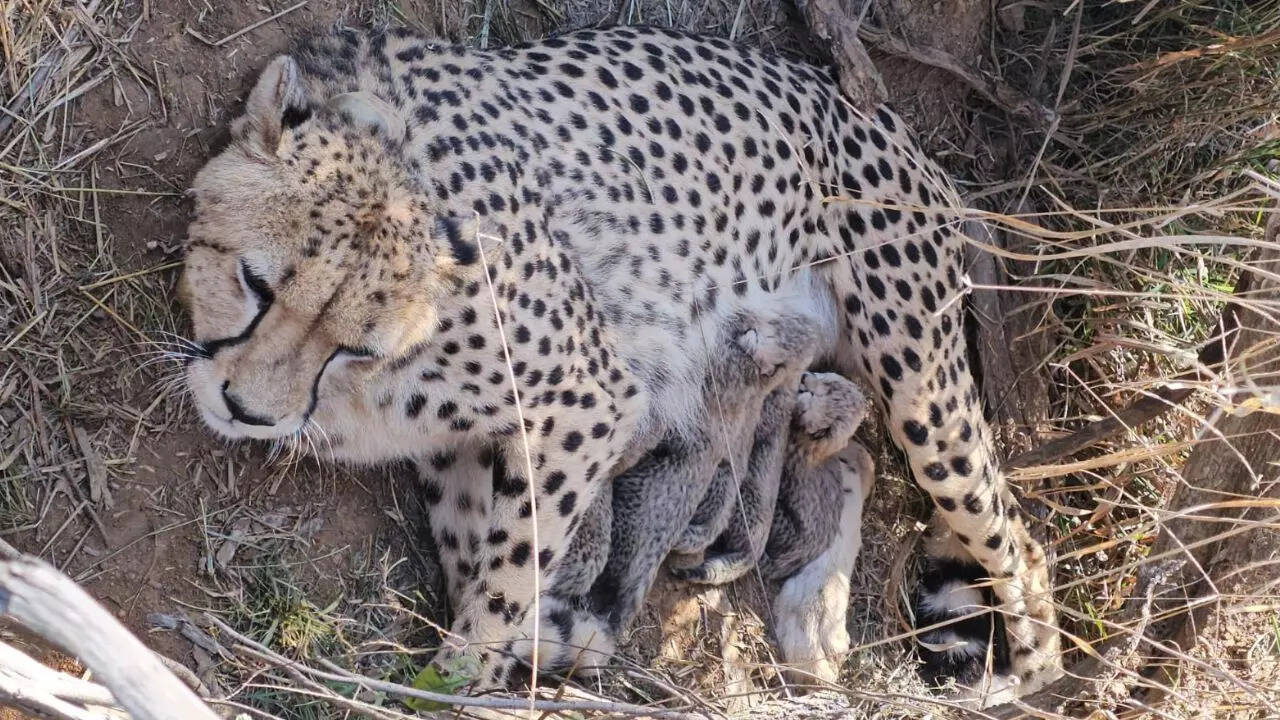 Jwala delivers 5 cubs at Kuno National Park; India&rsquo;s cheetah population rises to 53