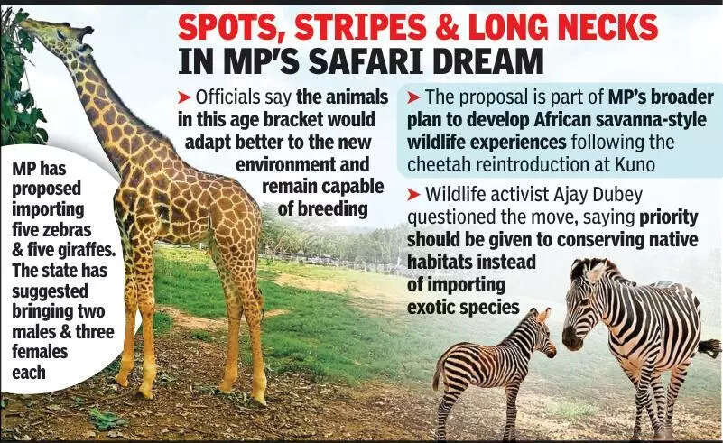 Van Vihar may soon see zebra stripes & giraffe necks rising above its enclosure