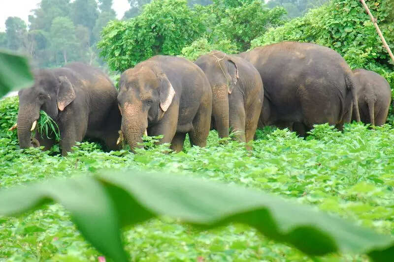 Elephant pair from Chhattisgarh takes Rewa detour, rangers track trek