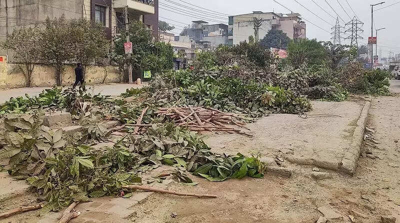 NGT seeks replies from Gurgaon civic body, forest department on illegal tree felling in Sector 109 society