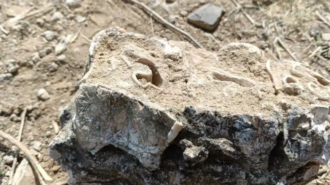 25k or 2.5L year old? Uranium dating tech to determine 'age' of fossil in Madhya Pradesh
