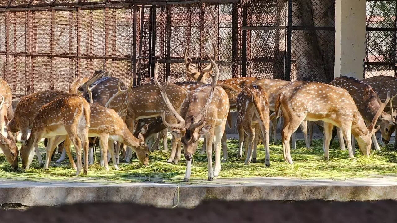 15 deer killed by stray dogs in Chhattisgarh rescue centre after gate left open; 4 staff suspended