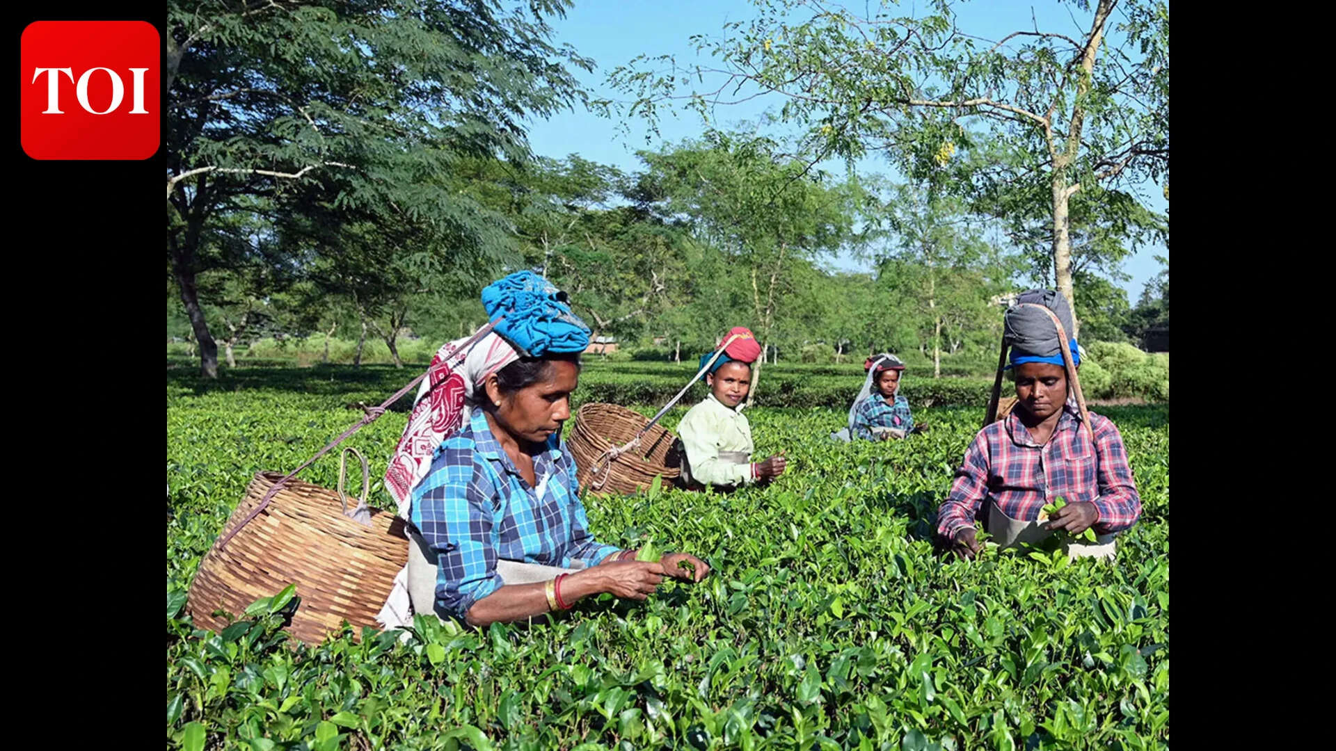 They now stand on their own ground: BJP&rsquo;s patta to tea tribes a big poll card