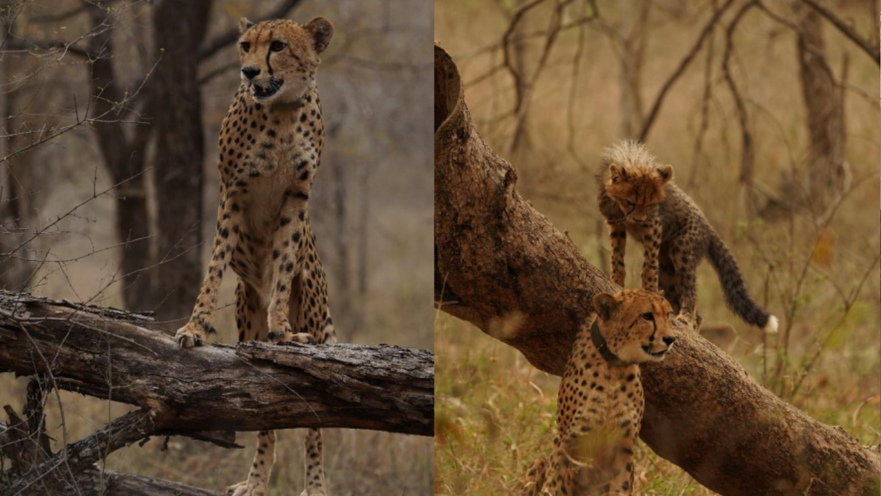 India&rsquo;s first wild-born cheetah Mukhi turns 3 at Madhya Pradesh's Kuno National Park