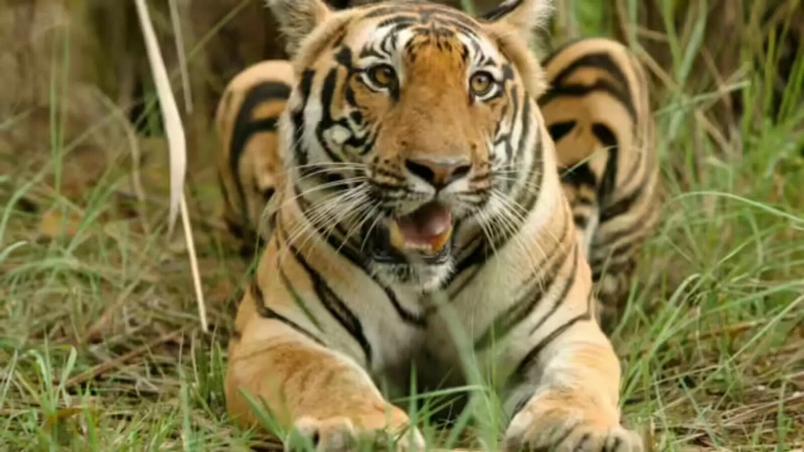 2 rly stns, 3 rly lines of tracks to be moved out of Palamu Tiger Reserve soon