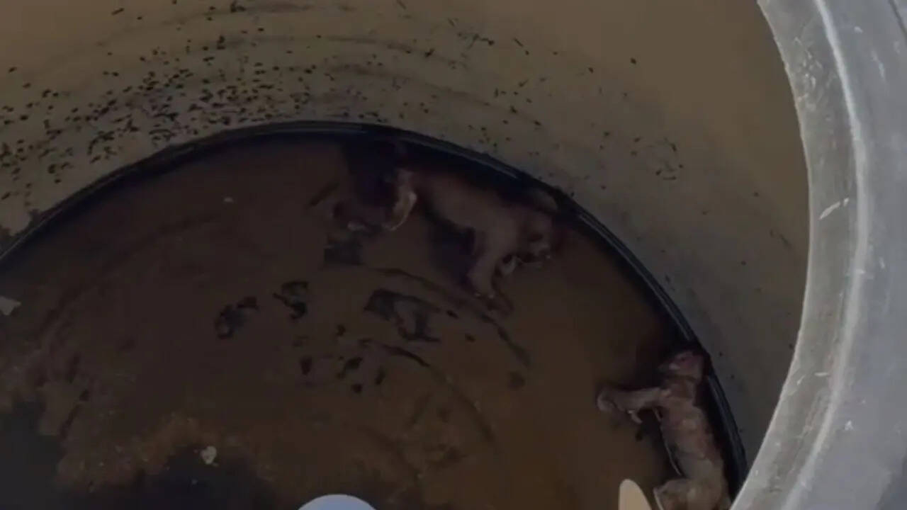 Decomposed monkey carcasses found in water tanks at Nuh Govt Medical College, probe ordered