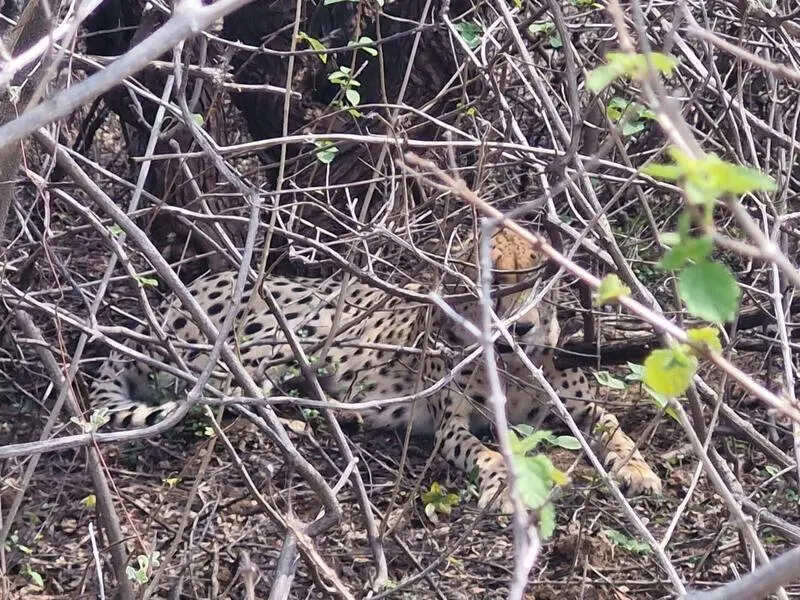 Kuno cheetah enters bustard reserve along highway where 1 died in Dec; sparks concern