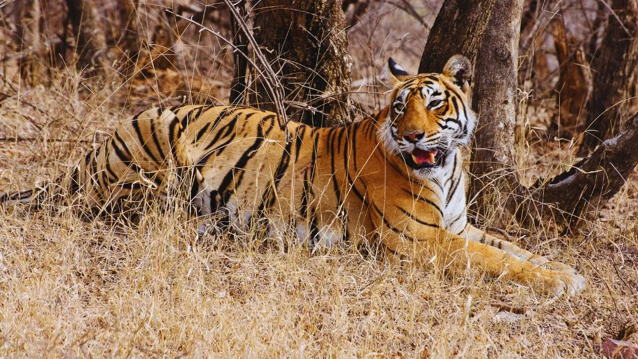 War Cat-astrophe: Satellite signal glitches spark tiger tracking review