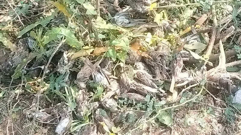 Massive hailstorm kills thousands of sparrows in Bhind villages