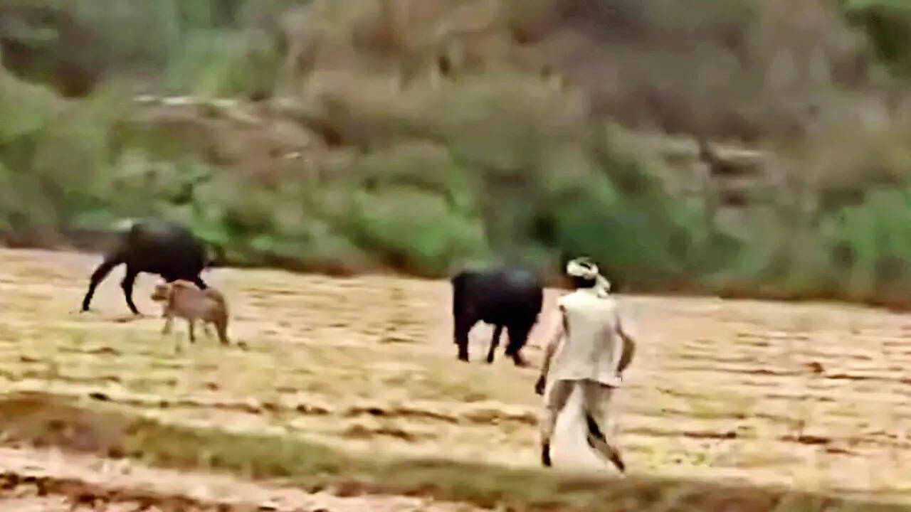Madhya Pradesh farmer chases away cheetah as both learn to coexist