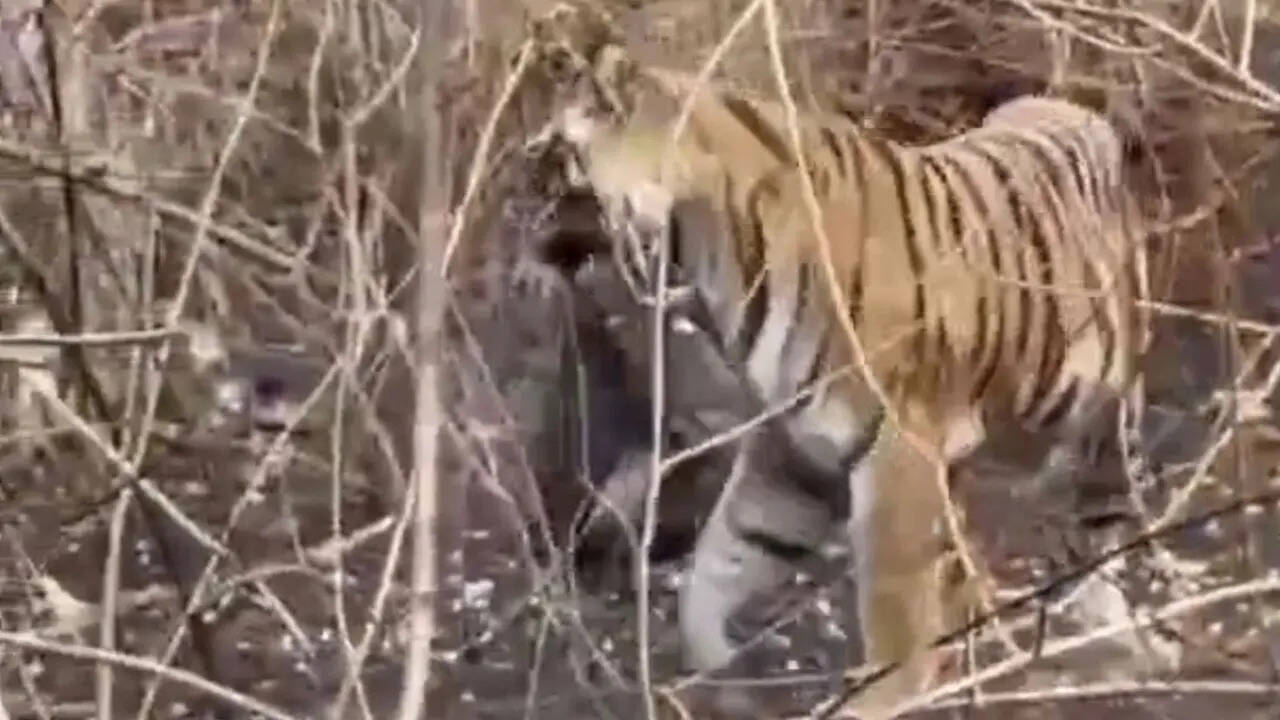 Curious tiger strolls off with villager&rsquo;s bag of mahua flowers