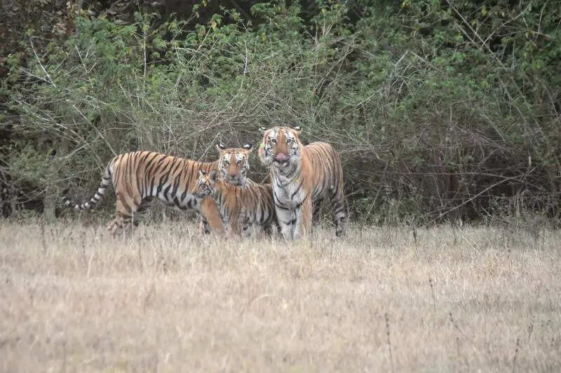 Tiger couple resurrects MP&rsquo;s &lsquo;first&rsquo; sanctuary