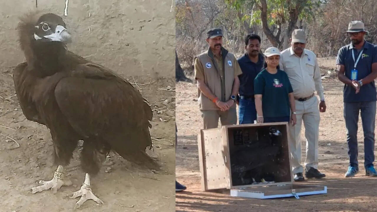 Madhya Pradesh&rsquo;s rescued vulture injured again, this time in Pakistan after cross-border flight
