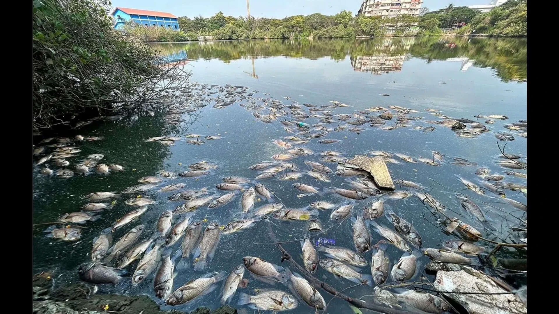 Fisheries dept, pollution board inspect Mala lake after dead fish found floating