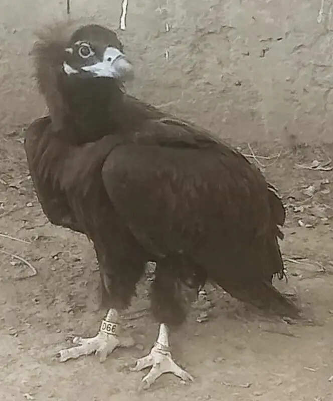 Tagged Indian vulture injured, rescued in Pakistan
