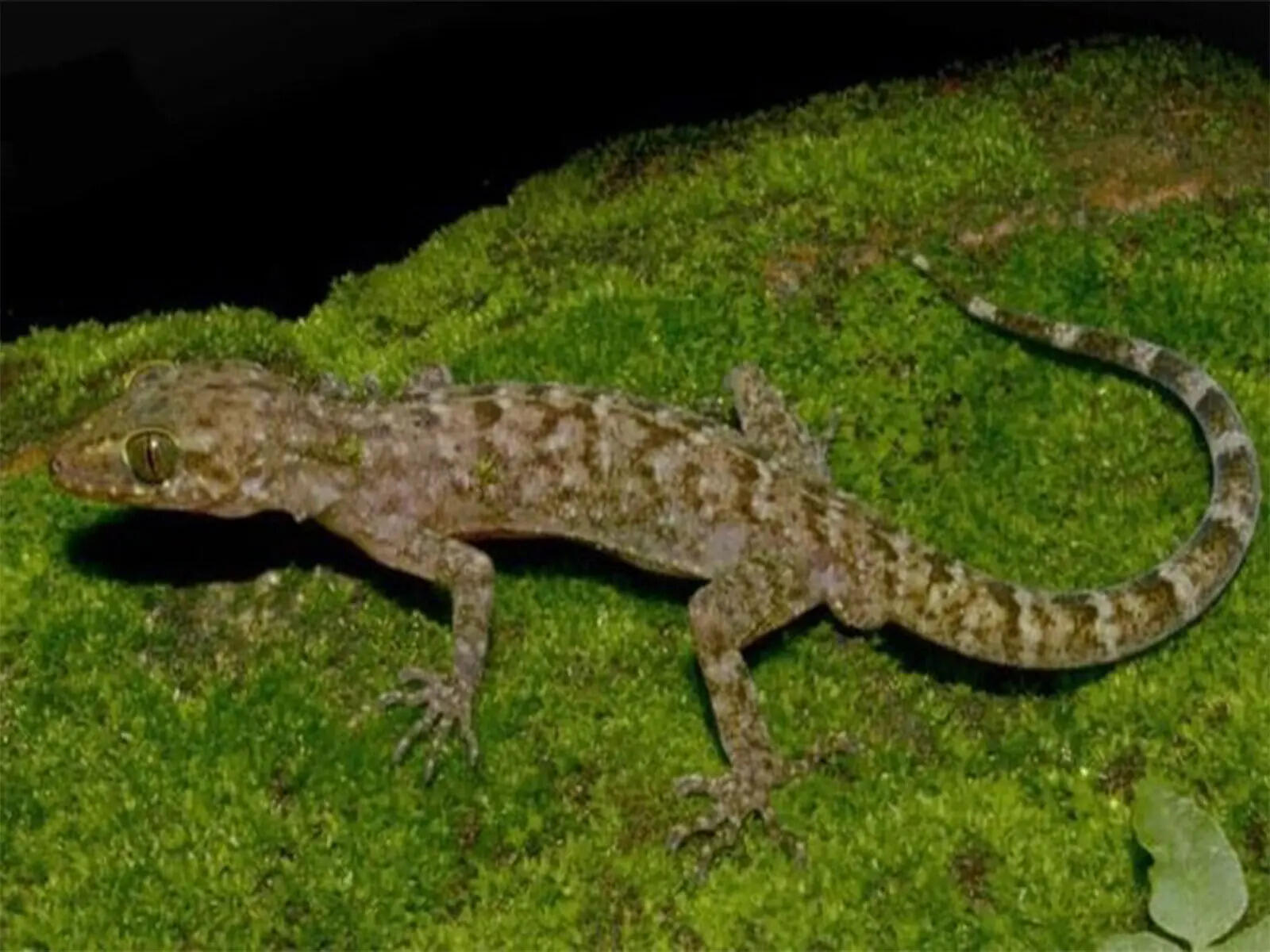 Gecko species discovered near Raimona National Park