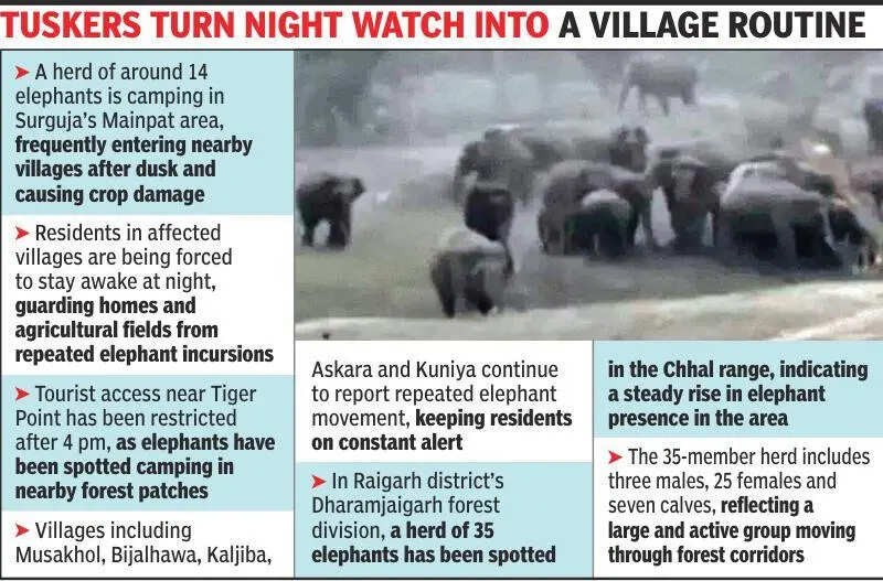 Tusker herds of 14 & 35 trigger alert across Surguja, Raigarh