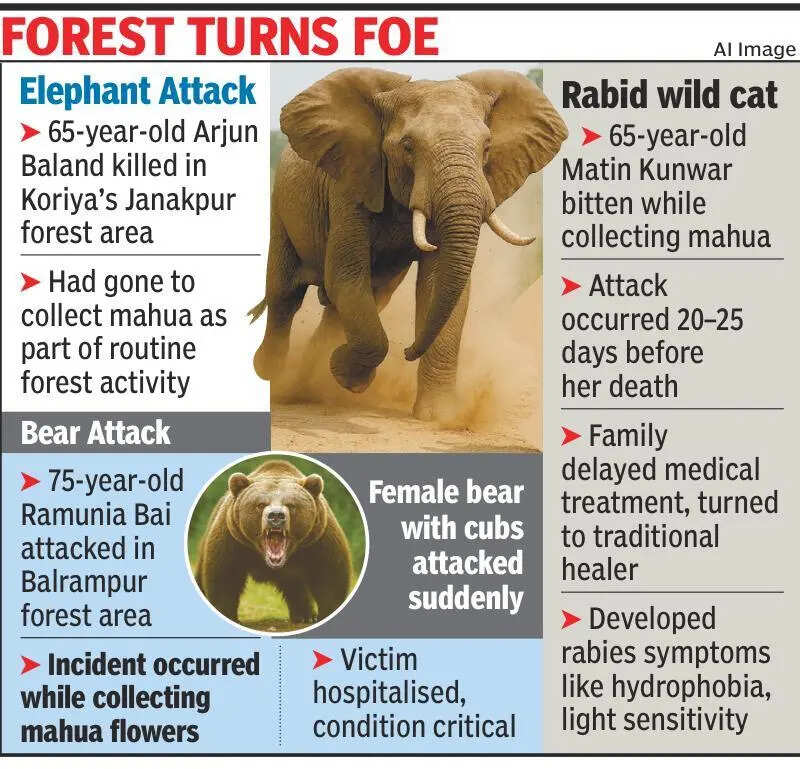 Mahua season turns deadly: Tusker, wild cat & bear attacks leave 2 dead, 1 critical