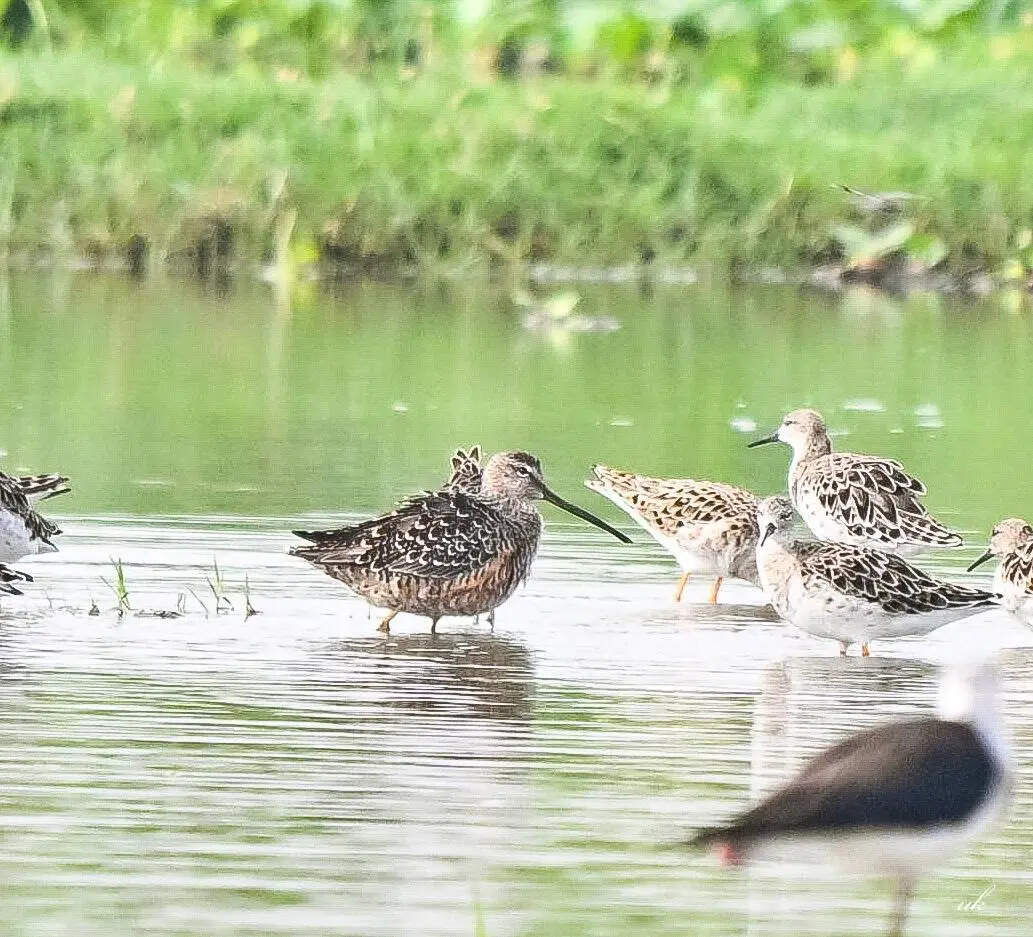 Long-billed dowitcher makes rare stop at Gurgaon wetland, first sighting after 13 years