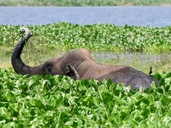 Elephant scare halts tendu leaf, mahua collection in Chhattisgarh's Marwahi forests