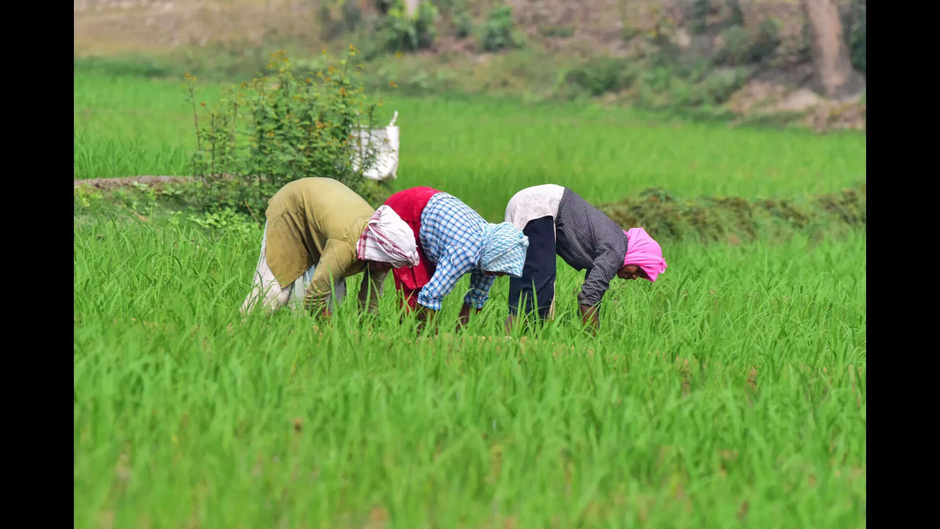Paddy fields at Cavelossim to be restored: Rane