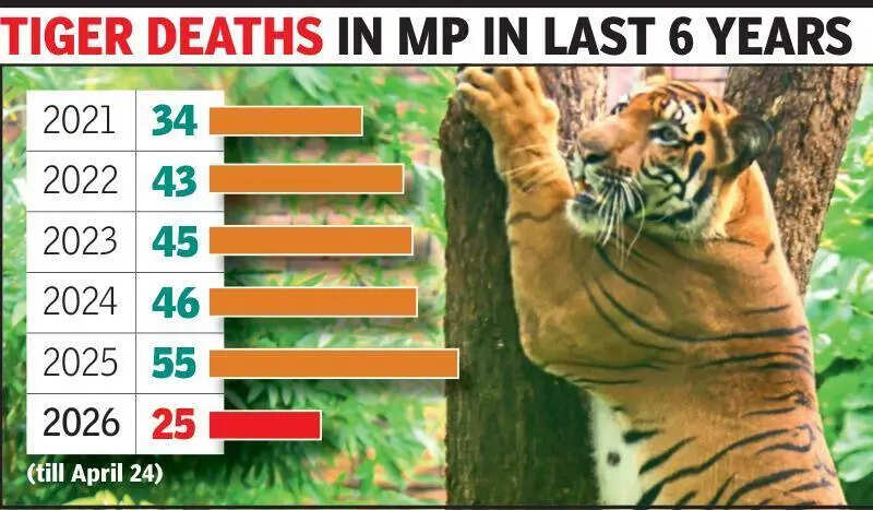 Cub dies of starvation in Kanha, tiger found dead in Balaghat; toll rises to 25 in MP this yr