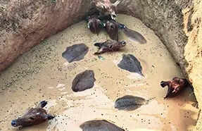 Nilgai herd rescued from well in Palamu