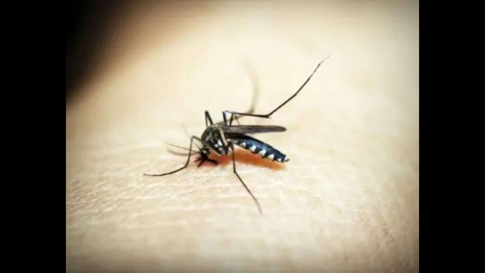 Surveillance intensifies amid malaria infections at Aldona