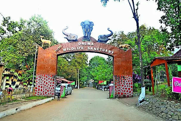 Sendra fest observed without hunting: DFO