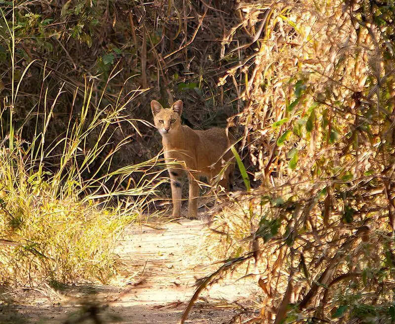 Jungle cat on Vetal tekdi, stresses eco value of city hills