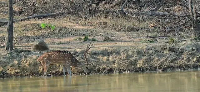 When water runs low, &lsquo;smart water&rsquo; model keeps wildlife hydrated at Barnawapara