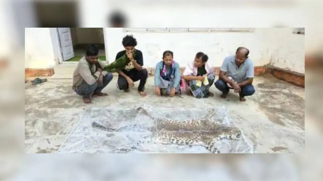 Poachers trap and kill leopard in Chhattisgarh, eat its meat; held trying to sell skin