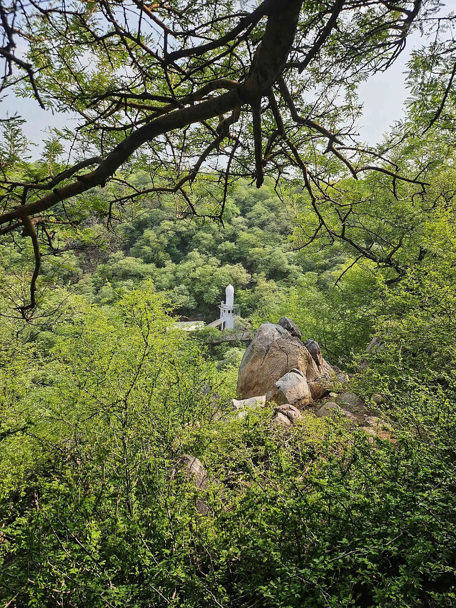 Haryana begins sacred grove identification drive