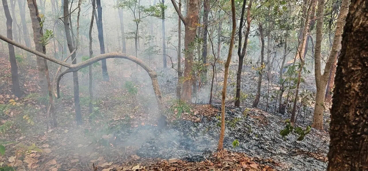 Chhattisgarh: Illegal hunters &lsquo;set afire&rsquo; forest to flush out preys in Bastar region