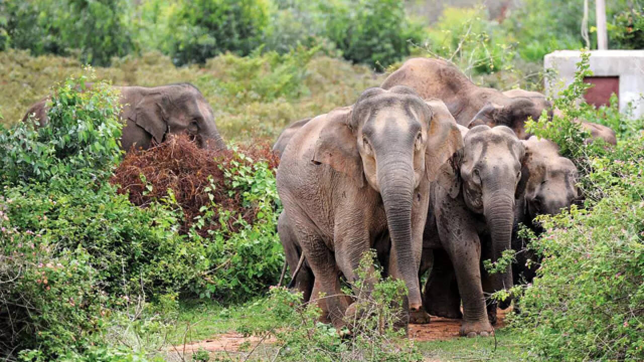Straying elephants trample two villagers to death in two districts of Jharkhand