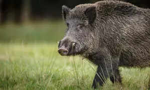 Wild boar attack injures eight tendu leaf collectors in Chhattisgarh forests, many critical