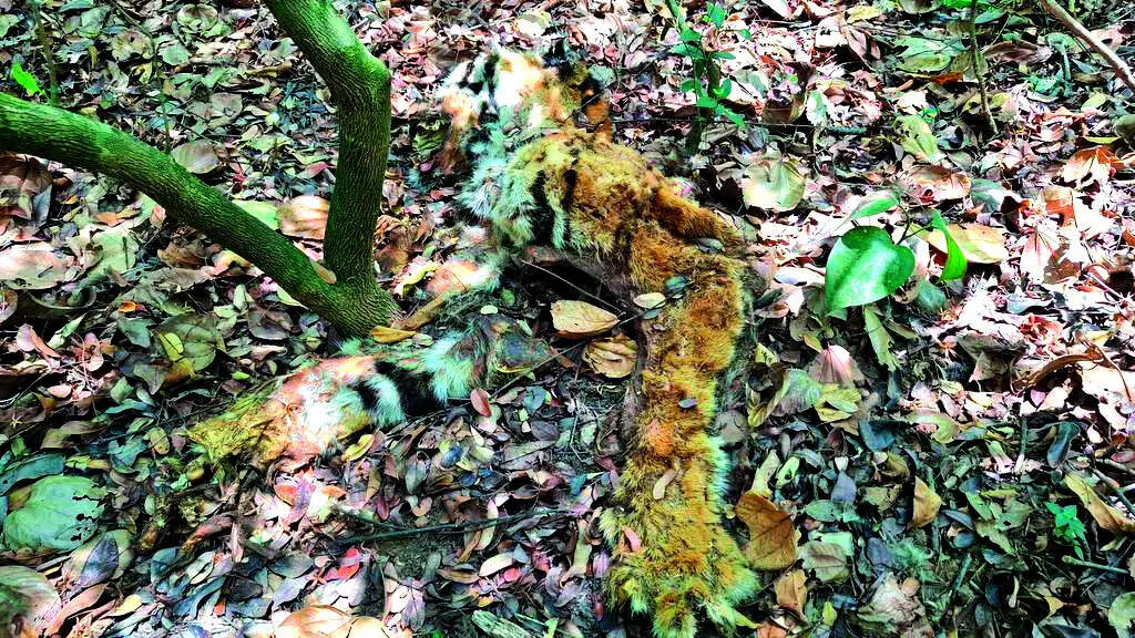 No poaching, but cause of tiger&rsquo;s death undetermined, says Rane