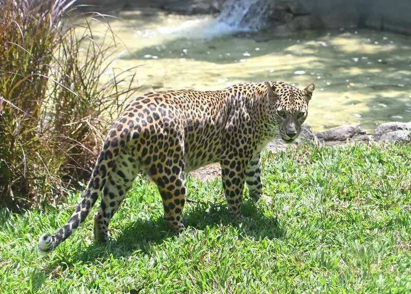 Leopard spotted at Mercedes-Benz Chakan plant; forest dept installs trap cages