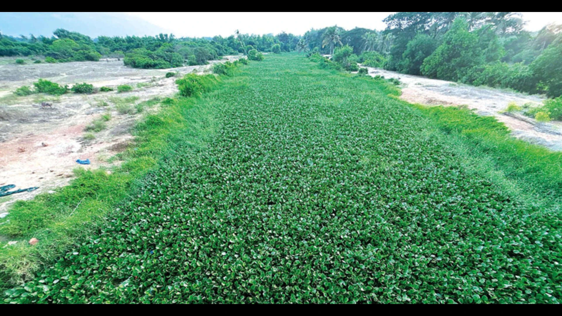 Locals worry over wild growth of water hyacinth in Sal river