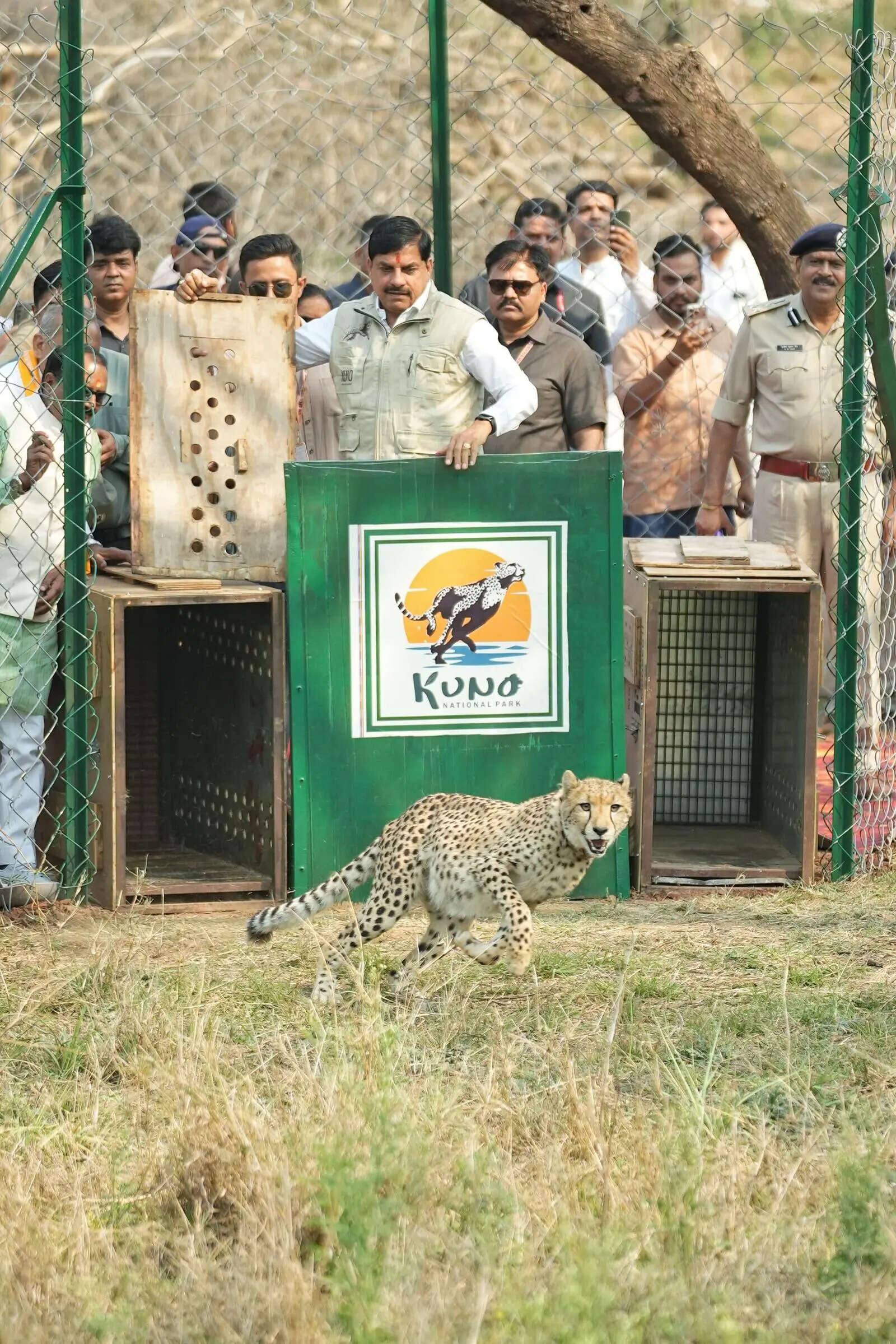 CM Yadav releases two more cheetahs  in Kuno, total no. in India now at 57