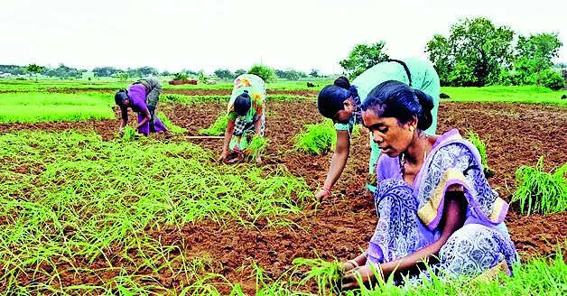 Farmers face losses as hailstorms, wind damage fruits, veggie crops