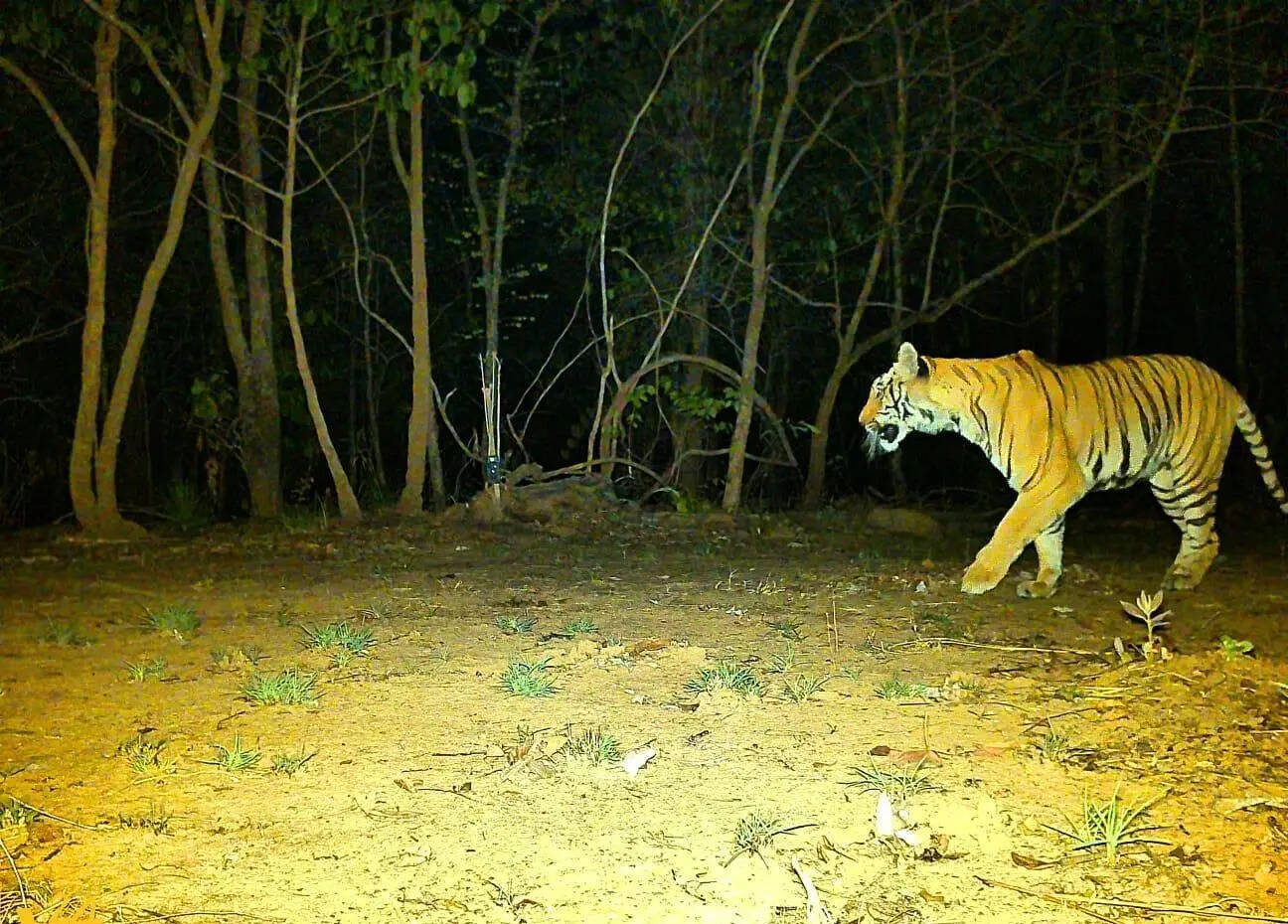 In a 1st, &lsquo;supari&rsquo; paid for big cat; forest teams foil bid, arrest 7 & say &lsquo;tiger zinda hai&rsquo;