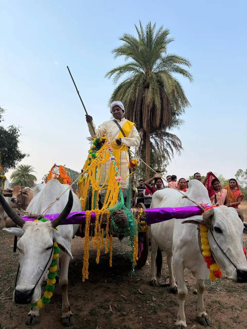 CG groom takes PM&rsquo;s fuel advice to heart, arrives for his wedding in bullock cart