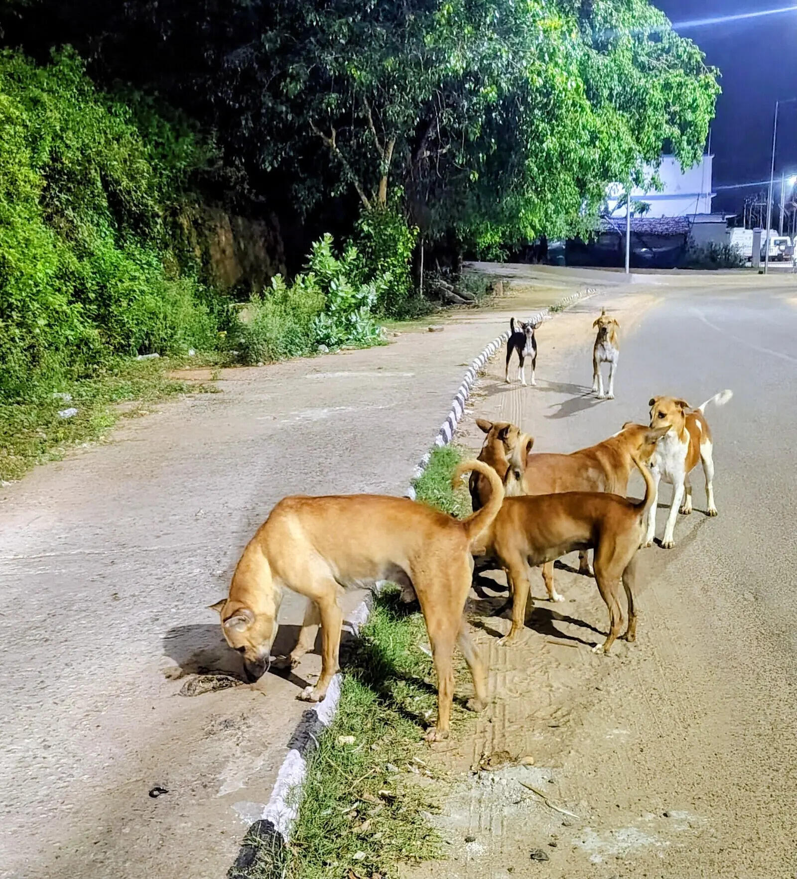 Cruelty case filed against Vishrantwadi society staffers for beating a stray dog to death