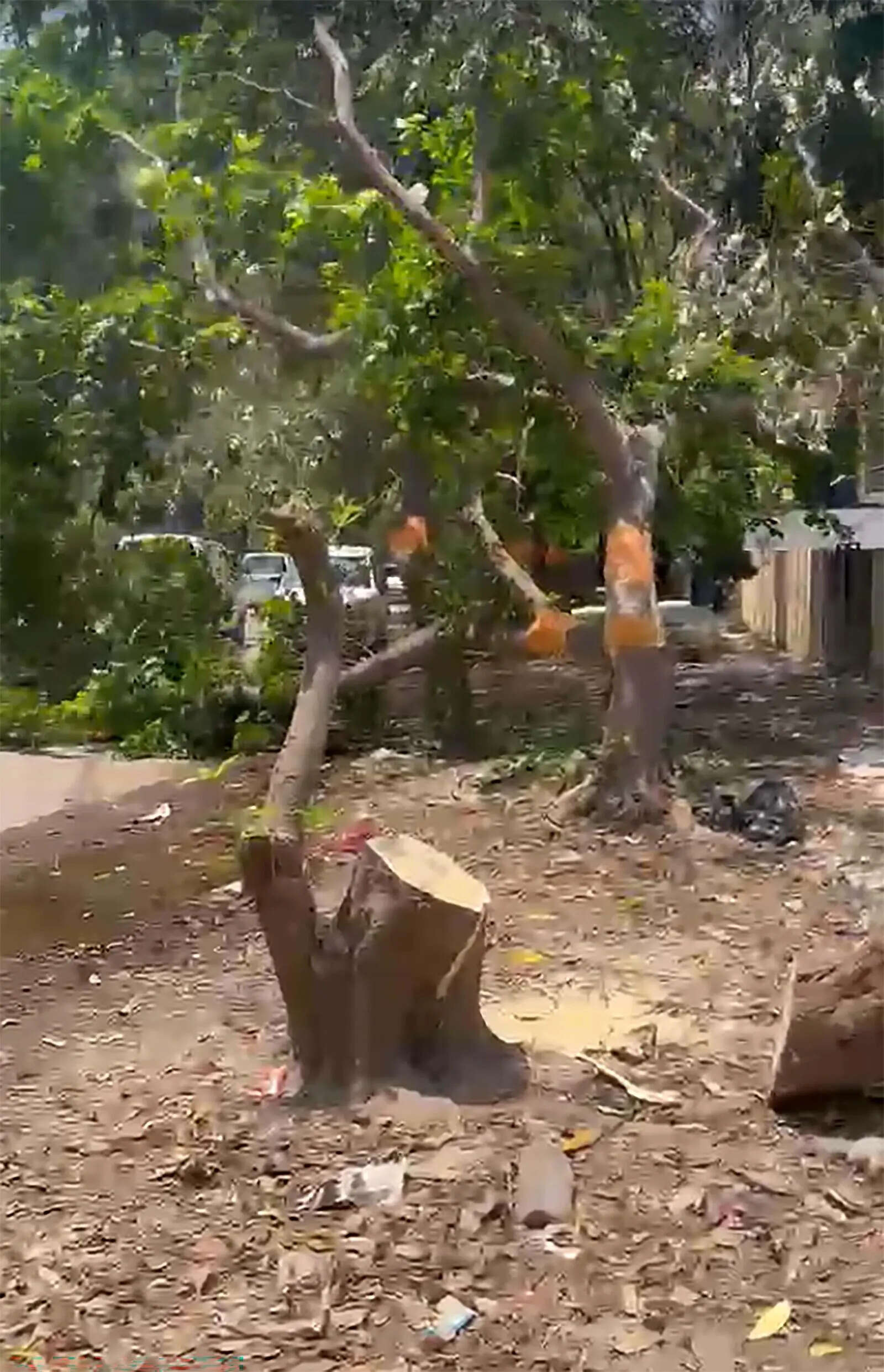 NGT seeks govt reply on land filling, tree felling in South City